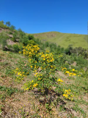 Espécie de planta pioneira de crescimento rápido. Suas flores atraem insetos e fauna, acelerando processo de restauração.